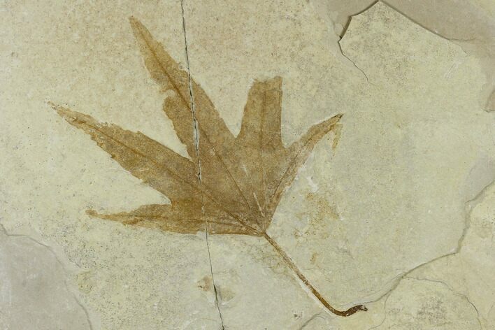 Fossil Sycamore Leaf (Platanus) - Green River Formation, Utah #117985